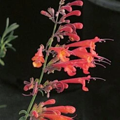 Coronado® Red Agastache 6 Coronado® Red Agastache -High Country Gardens 11840 agastache coronado red 1