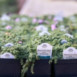Elfin Creeping Thyme -High Country Gardens 240403 clinton 6632 elfin creeping thyme