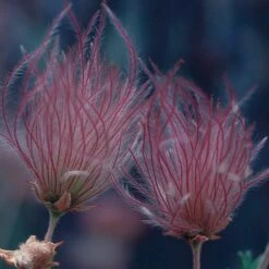 Apache Plume (Fallugia) 13 Apache Plume (Fallugia) -High Country Gardens 51450a up close 2 fallugia parad