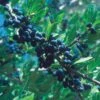 Berry Girl New Mexico Privet 1 Berry Girl New Mexico Privet -High Country Gardens 52550a forestiera neomexicana 1