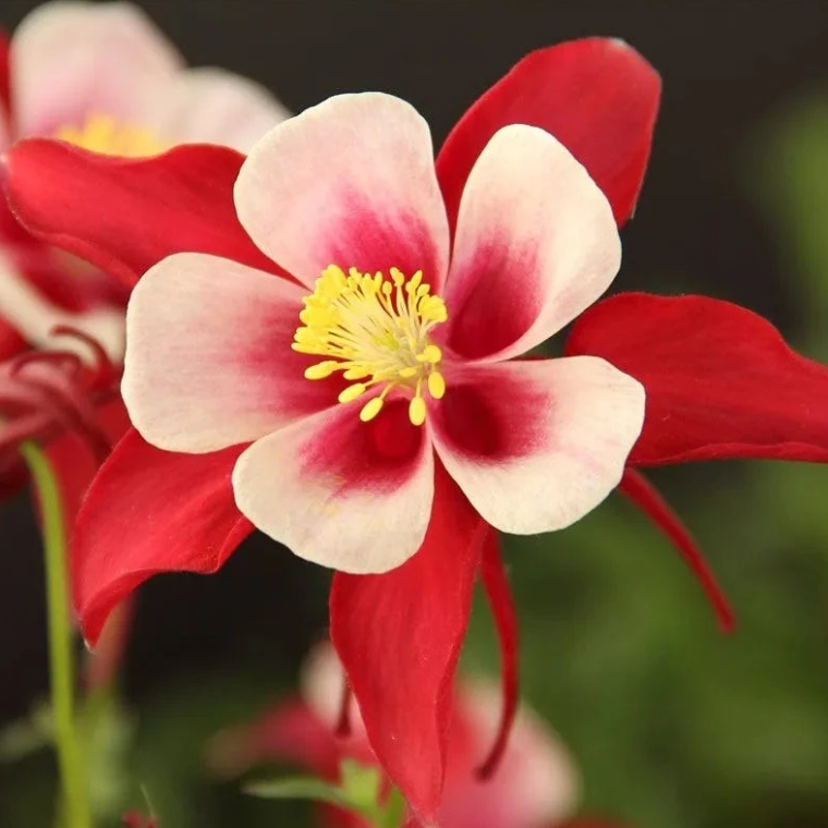 High Country Gardens -High Country Gardens 5cdd9c0074ad689941bb77e93852ed3d