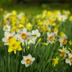 Endless Daffodil Bulb Collection -High Country Gardens 60 days daffodils sq