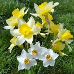 Endless Daffodil Bulb Collection -High Country Gardens 60 days mix cropped