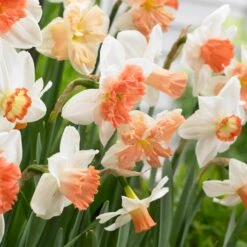 Endless Daffodil Bulb Collection -High Country Gardens 60 days of daffodils narcissus mix
