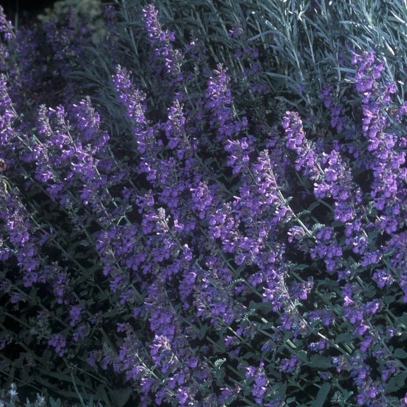 Walker's Low Nepeta 3 Walker's Low Nepeta