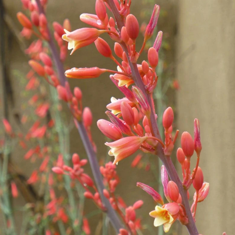 High Country Gardens -High Country Gardens 83a946ba8b4832c8e42ea1aad8cb876f