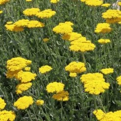 High Country Gardens -High Country Gardens achillea coronation gold yarrow 17