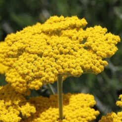 High Country Gardens 13 Coronation Gold Yarrow