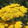 Some Like It Hot Collection 1 Some Like It Hot Collection -High Country Gardens achillea coronation gold yarrow 47 1