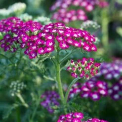 High Country Gardens 15 New Vintage™ Violet Yarrow