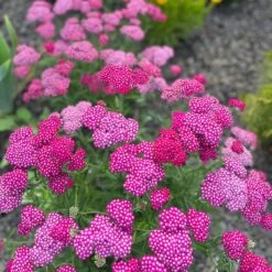 High Country Gardens -High Country Gardens achillea millefolium new vintage violet yarrow 2