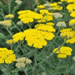 High Country Gardens -High Country Gardens achillea moonshine yarrow 1