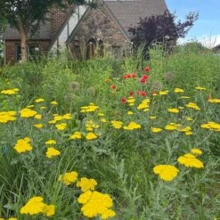 Moonshine Yarrow 9 Moonshine Yarrow -High Country Gardens achillea moonshine yarrow 3