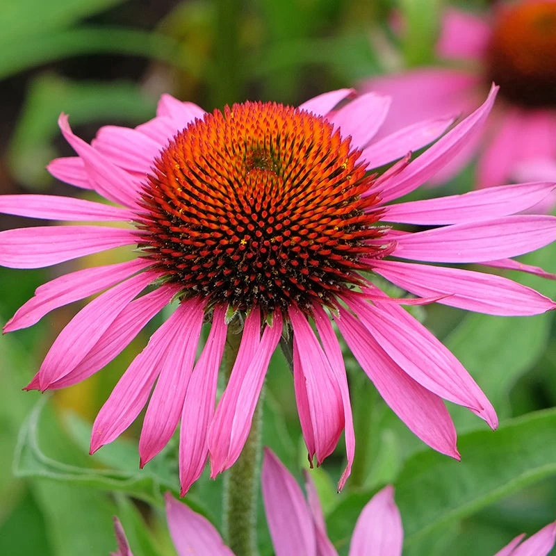 Ruby Star Echinacea 5 Ruby Star Echinacea - Image 3