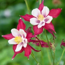 Red Hobbit Columbine -High Country Gardens adobestock 301486475 red hobbit sq
