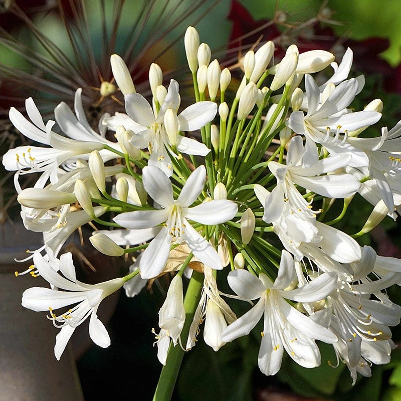 White Lily Of The Nile (Agapanthus) 4 White Lily Of The Nile (Agapanthus) - Image 2