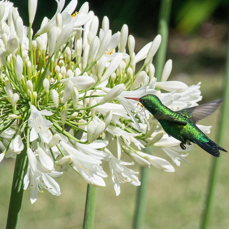 White Lily Of The Nile (Agapanthus) 5 White Lily Of The Nile (Agapanthus) - Image 3