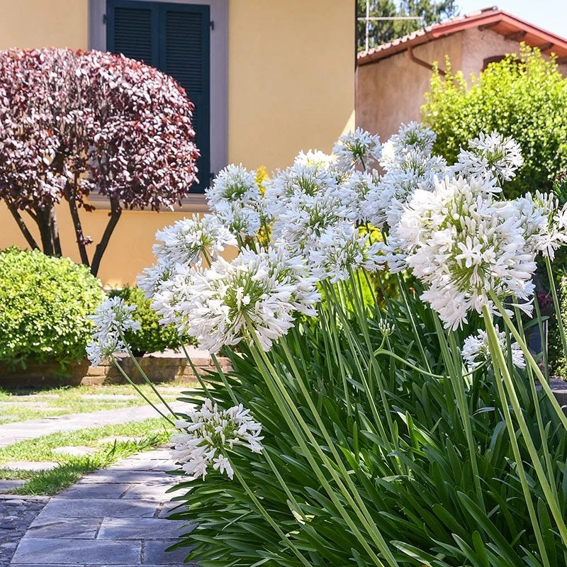 White Lily Of The Nile (Agapanthus) 6 White Lily Of The Nile (Agapanthus) - Image 4