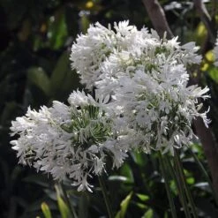White Lily Of The Nile (Agapanthus) 11 White Lily Of The Nile (Agapanthus) -High Country Gardens agapanthus cold hardy white 4