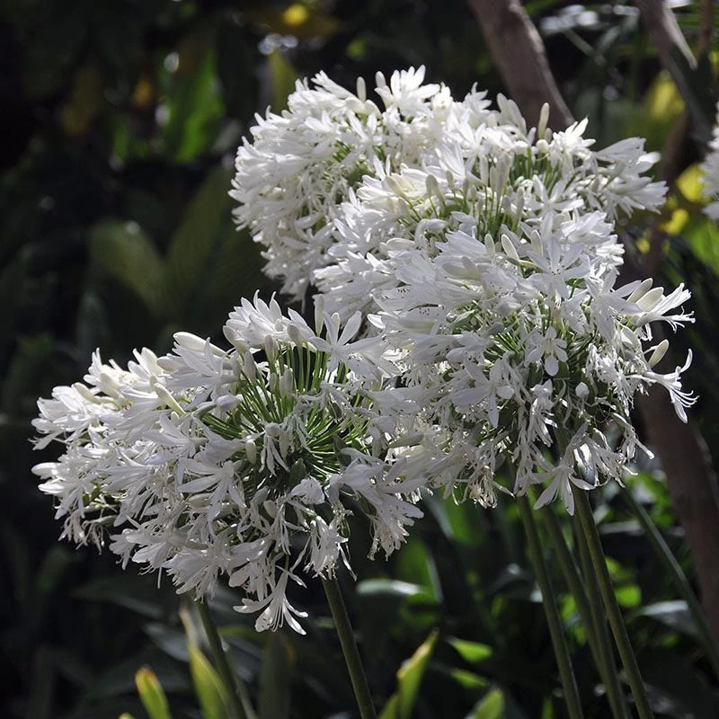 White Lily Of The Nile (Agapanthus) 7 White Lily Of The Nile (Agapanthus) - Image 5