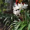 White Lily Of The Nile (Agapanthus) -High Country Gardens agapanthus cold hardy white cropped 19