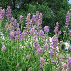 Blue Blazes Agastache 9 Blue Blazes Agastache -High Country Gardens agastache blue blazes 1