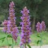 Blue Blazes Agastache 1 Blue Blazes Agastache -High Country Gardens agastache blue blazes 2