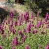 Agastache Cana 2 Agastache Cana -High Country Gardens agastache cana 1