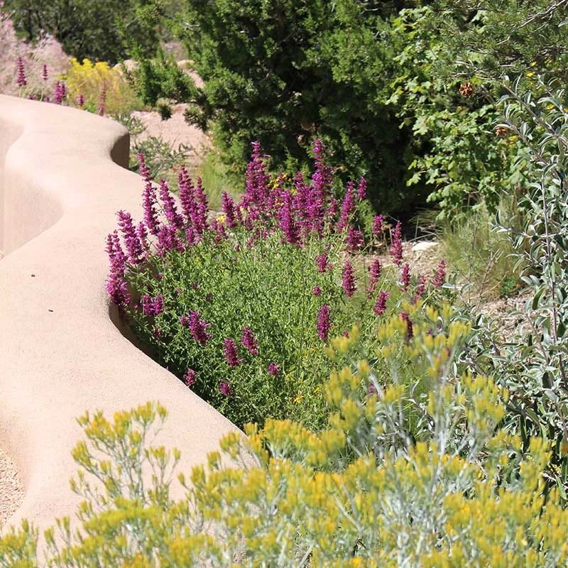 Agastache Cana 4 Agastache Cana - Image 2