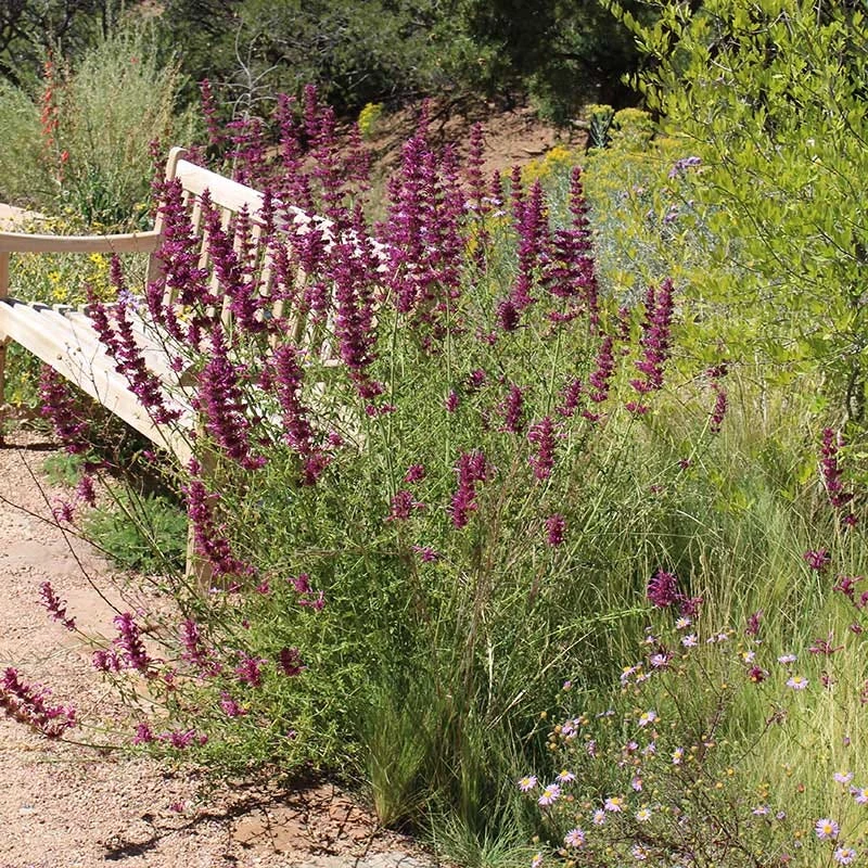 Agastache Cana 5 Agastache Cana - Image 3