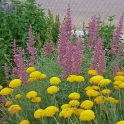 Desert Solstice Agastache 8 Desert Solstice Agastache -High Country Gardens agastache desert solstice achillea gold plate