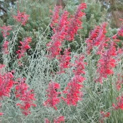 Summer Showstopper Pre-Planned Garden 18 Summer Showstopper Pre-Planned Garden -High Country Gardens agastache glowing embers