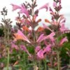 Kudos™ Ambrosia Agastache 2 Kudos™ Ambrosia Agastache -High Country Gardens agastache kudos ambrosia terra nova cropped closeup 2