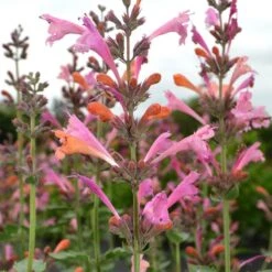 High Country Gardens 31 Kudos™ Ambrosia Agastache