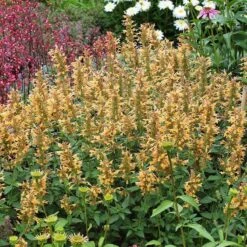 High Country Gardens -High Country Gardens agastache kudos gold terra nova cropped 1