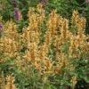 Kudos™ Gold Agastache 1 Kudos™ Gold Agastache -High Country Gardens agastache kudos gold terra nova cropped 2 2