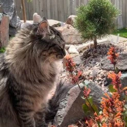 Kudos™ Mandarin Agastache 8 Kudos™ Mandarin Agastache -High Country Gardens agastache kudos mandarin 2