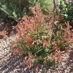 Kudos™ Mandarin Agastache 9 Kudos™ Mandarin Agastache -High Country Gardens agastache kudos mandarin 3