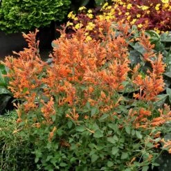 High Country Gardens 35 Kudos™ Mandarin Agastache