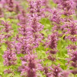 High Country Gardens Signature Collection -High Country Gardens agastache neomexicana 1
