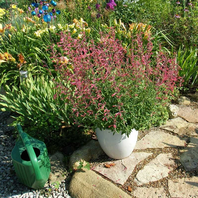Red Happiness Agastache 5 Red Happiness Agastache - Image 4