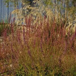 Red Happiness Agastache 10 Red Happiness Agastache -High Country Gardens agastache red happiness fall