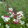 Red Happiness Agastache 1 Red Happiness Agastache -High Country Gardens agastache red happiness verbena snow flurry 2