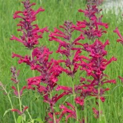 High Country Gardens -High Country Gardens agastache red happiness 1 1