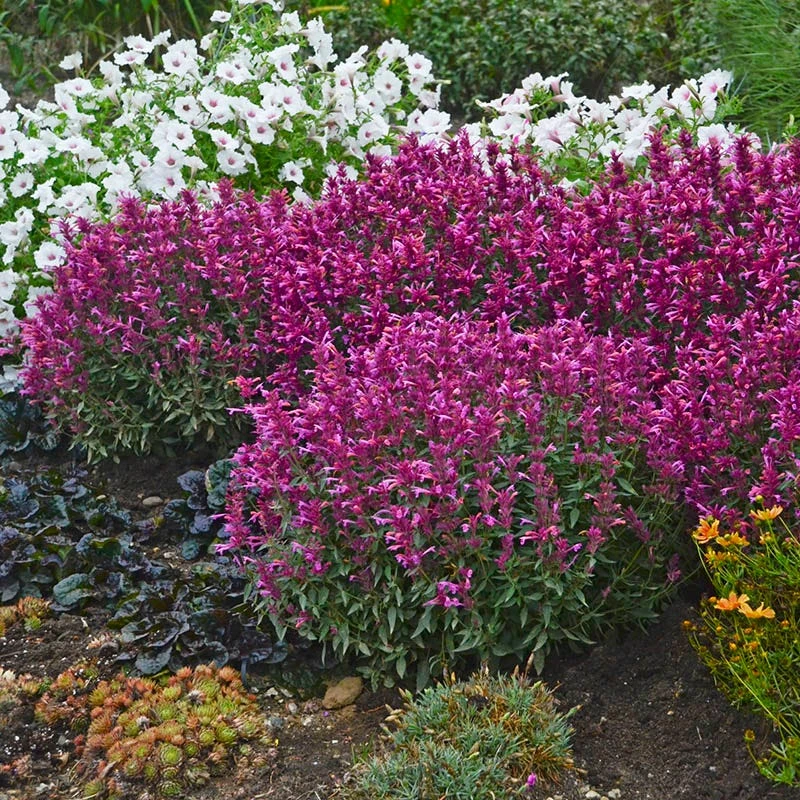 Rosie Posie Agastache 6 Rosie Posie Agastache - Image 4