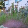 Plant Select® Waterwise Perennial Collection 1 Plant Select® Waterwise Perennial Collection -High Country Gardens agastache rupestris cropped 2