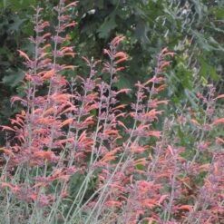 Jumbo Waterwise Extension Collection -High Country Gardens agastache rupestris wwg cropped