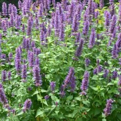 High Country Gardens -High Country Gardens agastache blue boa 3 2