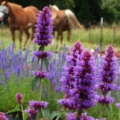 High Country Gardens 37 Blue Boa Agastache