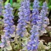 Silver Queen Ajuga 1 Silver Queen Ajuga -High Country Gardens ajuga silver queen 1